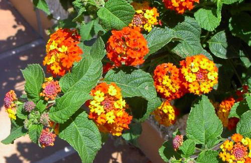 VISTAS INFINITAS SOBRE EL MAR-INFINITE VIEWS On THE SEA - Foto 61