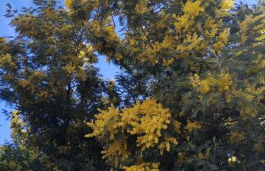 Altahir - Photo 16