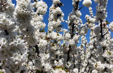 Natural&Mente Apartamentos Valle del Jerte - Foto 11