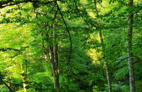 La Cabana´l Cachican - Foto 30