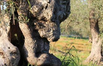 Planifolia - Foto 28