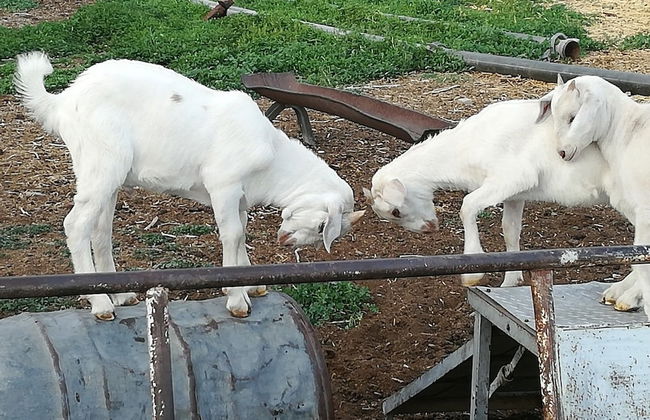 Morning Glory Cottages - Foto 72