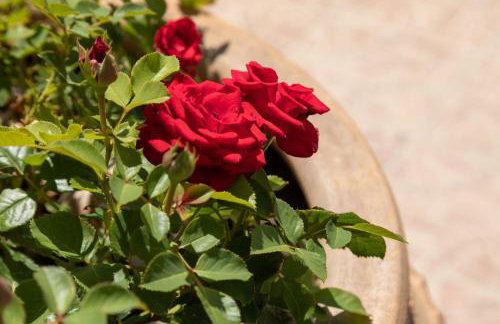 Villa Paradiso: Near beach, superb pool and garden - Photo 55