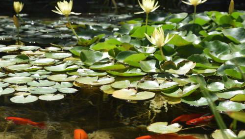 Live the Mid Mod Life at Mariposa Palms - Foto 4