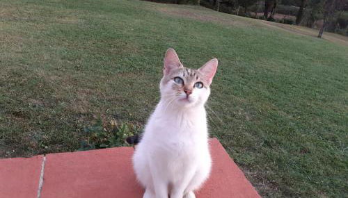 Apartmanet Il Nido - Foto 2