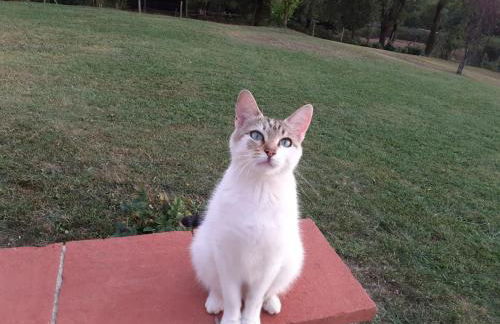 Apartmanet Il Nido - Foto 2