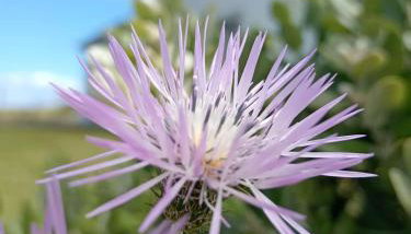 Casas do Pargo - Photo 3