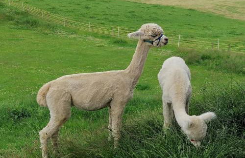 Bauernhof König - Foto 18