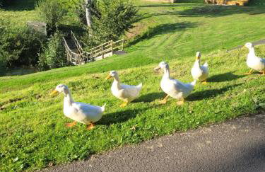 The Sunny Bunny Holiday Home - Foto 37