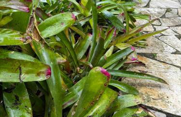 Casa Okê Paraty - Foto 41