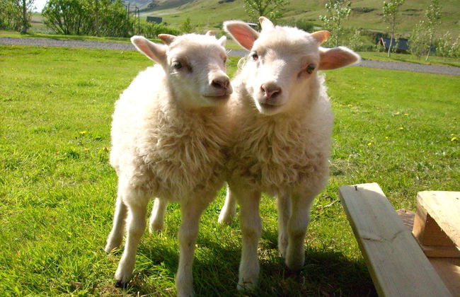 Ásólfsskáli Cottage - Foto 21