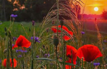 Starkowo pod lasem - Foto 35