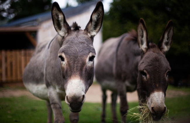 Cab'ânes du Pibeste - Foto 22