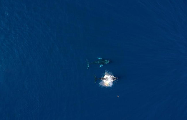 Whale Watching Aboard the Picante - Photo 3