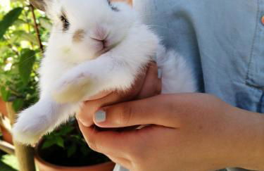 TEA HOUSE GERÊS - Foto 36