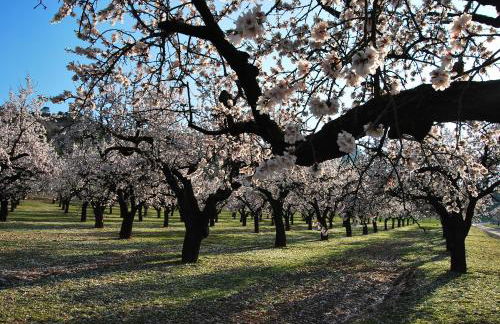 Aparthotel Meseguer - Foto 50