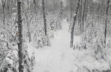 Luxury Lodge on 40 Private Acres • HUMM Sauna • Party Barn • - Foto 64