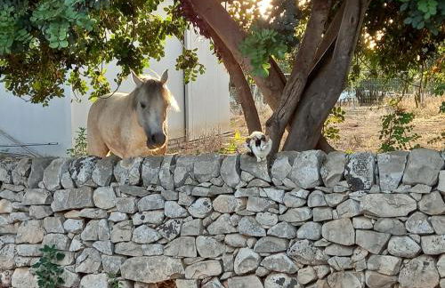 Scicli Città felice - Foto 36