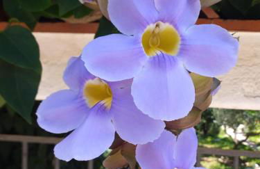 Alba & Tramonto - Foto 8