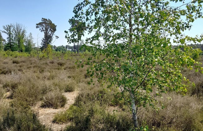 Oud-turnhout Nature Chalet - Foto 45