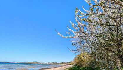 Spatzenhecke - Foto 4