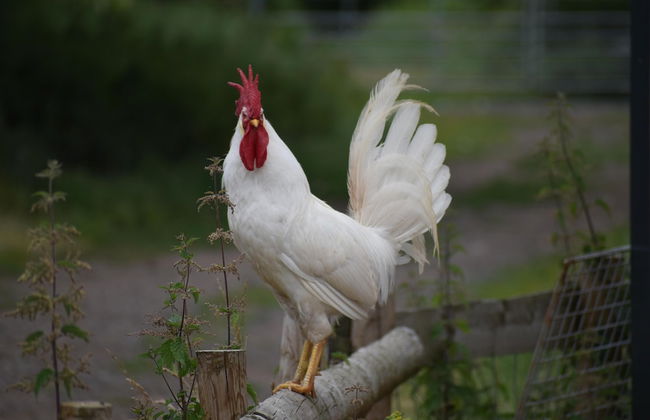 Mongolian Yurts Fordhall Organic Farm - Photo 22