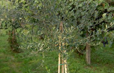 Agriturismo Monteortone - Foto 16