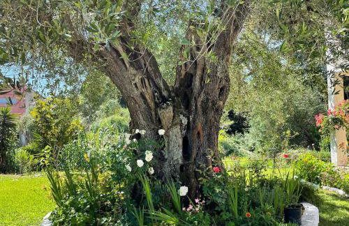 Petros Studios - Foto 8