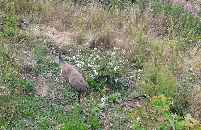 Seaside Idyll in Svaneke - By Traum Ferienwohnungen - Foto 14