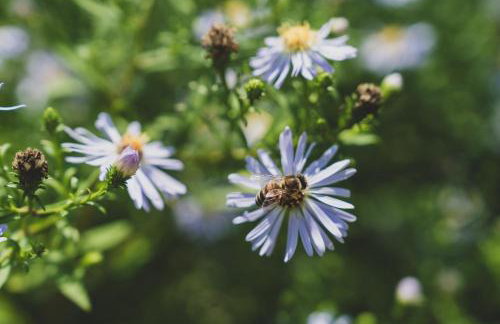 Leśna Enklawa - Foto 44