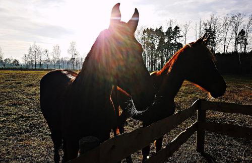 Agroturystyka Pod Modrzewiami - Foto 70