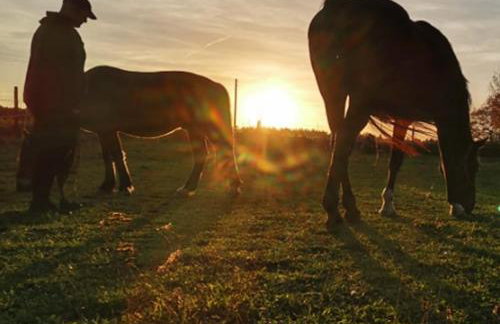 Zielenina Leśny Domek - Foto 4