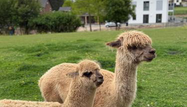 FeWo mit Alpaka Blick - Foto 3