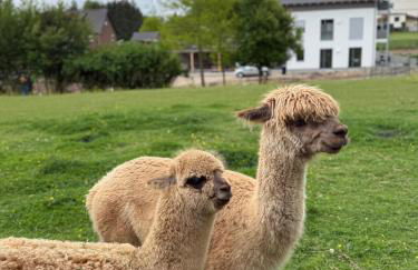 FeWo mit Alpaka Blick - Photo 3