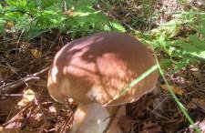 Kolej na sudety - Foto 14