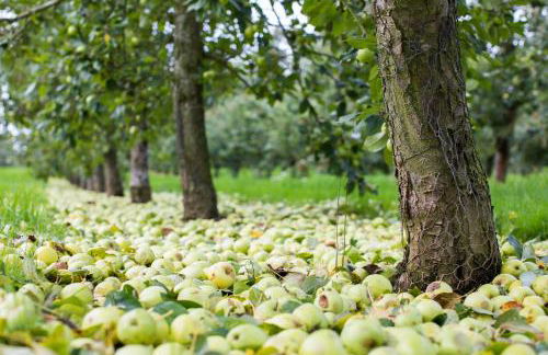 Dragon Orchard Retreat - Foto 32