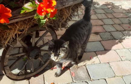 Kienasthof - Foto 15