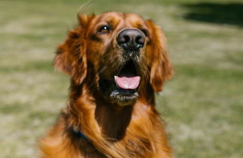 Casa Lula 2 Pendueles Llanes AR-685-AS - Foto 42