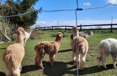 Ostseerauschen - Foto 49