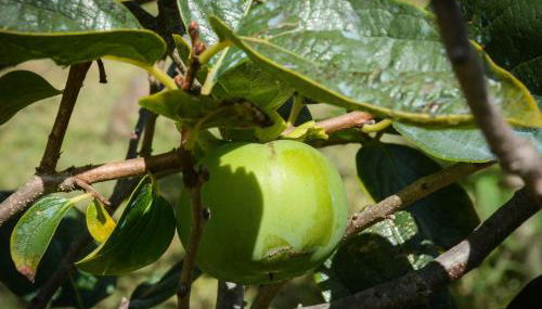 Quinta dos Frutos - Foto 4, Garden