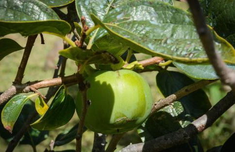 Quinta dos Frutos - Foto 4