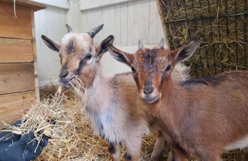 Große, helle Ferienwohnung mit 2 Balkonen auf dem Kastanienhof Oetzen in der Lüneburger Heide - Foto 37