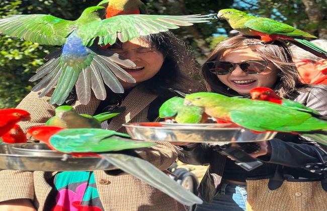 Ganztagesausflug - Lamington National Park, O'Reillys und Weingut - Foto 2