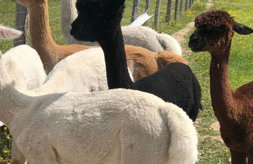 Chalet authentique à Clermont-Créans avec piscine partagée - Photo 63