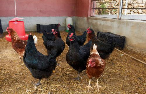 Masia Heredad La Boquilla - Foto 99