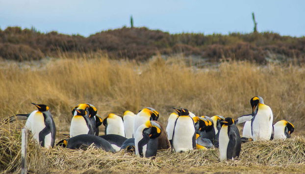 Colonia de pingüinos
