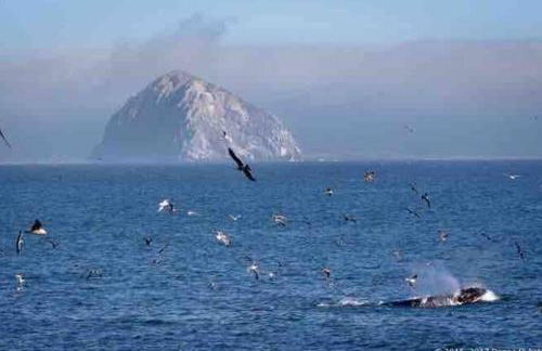 Pelican Place in Morro Bay - Foto 16