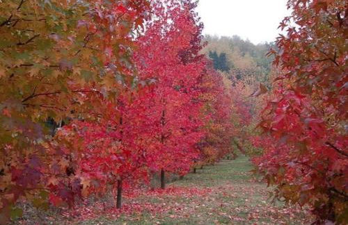 Casa intera tra le colline e le vigne del Dolcetto - Foto 15
