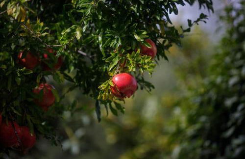 Alethea's Sea View Apartment - Foto 37