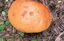 Kolej na sudety - Foto 24